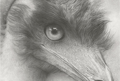Emu
