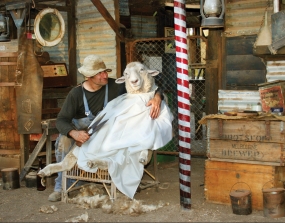 At the Baa Baa TEBA3P02