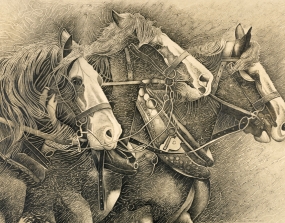 Working horses TEBA307