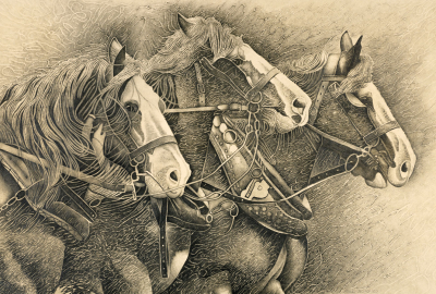 Working horses TEBA307
